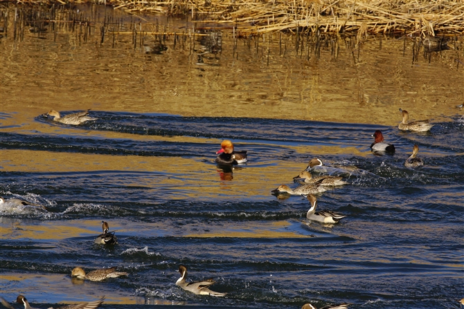 AJnVnW,Red-crested Pochard